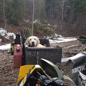 Meet your Posher, Bobbie